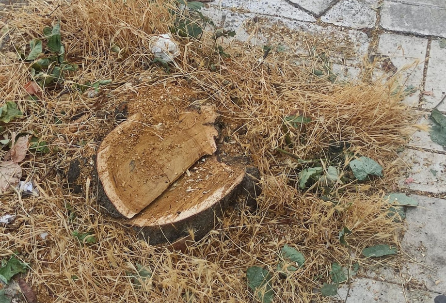 Παναγιώτης Κοτρώνης: Κοπή Δέντρου στο κέντρο των Σερρών Παναγιώτης Κοτρώνης: Κοπή Δέντρου στο κέντρο των Σερρών