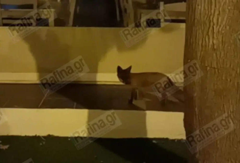 Ραφήνα: Τραυματισμένο αλεπουδάκι αναζητά τροφή στην κεντρική πλατεία