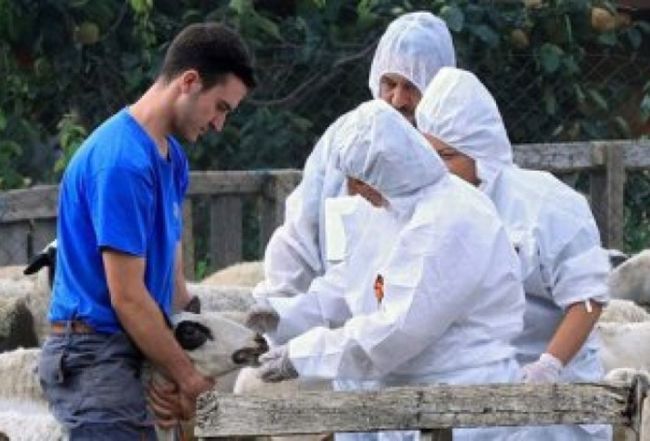 Επίδομα επικίνδυνης και ανθυγιεινής εργασίας για τους κτηνιάτρους των Περιφερειών Επίδομα επικίνδυνης και ανθυγιεινής εργασίας για τους κτηνιάτρους των Περιφερειών