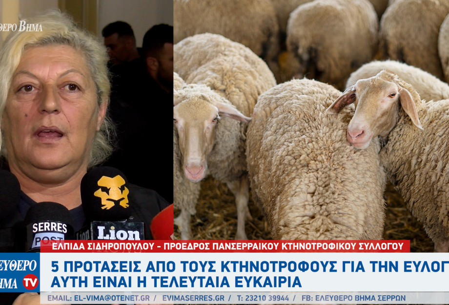 Ελπίδα Σιδηροπούλου - Σέρρες: 5 προτάσεις από τους κτηνοτρόφους για την ευλογιά - Αυτή είναι η τελευταία ευκαιρία