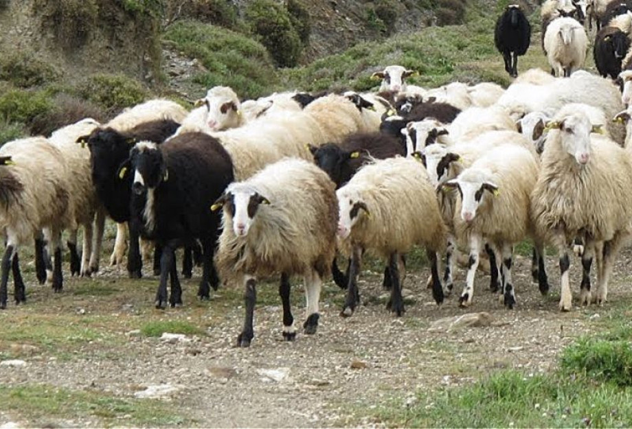 Στον Δήμο Εμμανουήλ Παππά εστία καταρροϊκού πυρετού Στον Δήμο Εμμανουήλ Παππά εστία καταρροϊκού πυρετού