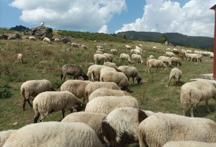 Παρέμβαση για την κρίση που προκαλεί η ευλογιά στα αιγοπρόβατα από τον Θεόφιλο Λεονταρίδη