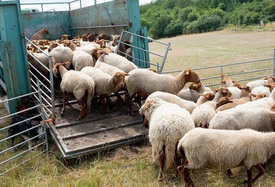 Οδηγίες για τις μετακινήσεις αιγοπροβάτων ενόψει της εορταστικής περιόδου