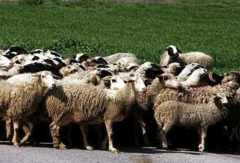 Επιπλέον 50 εκ. ευρώ σε κτηνοτρόφους για αποζημιώσεις και απώλεια εισοδήματος