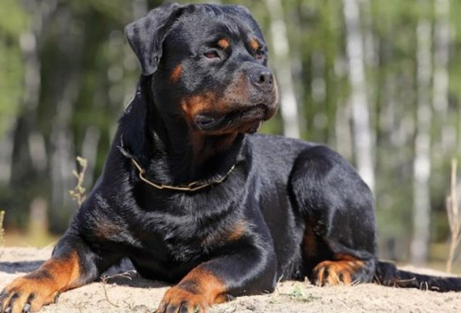 Ροτβάιλερ επιτέθηκε και τραυμάτισε πολίτη στην Καλαμάτα - Αστυνομικός πυροβόλησε και σκότωσε τον σκύλο