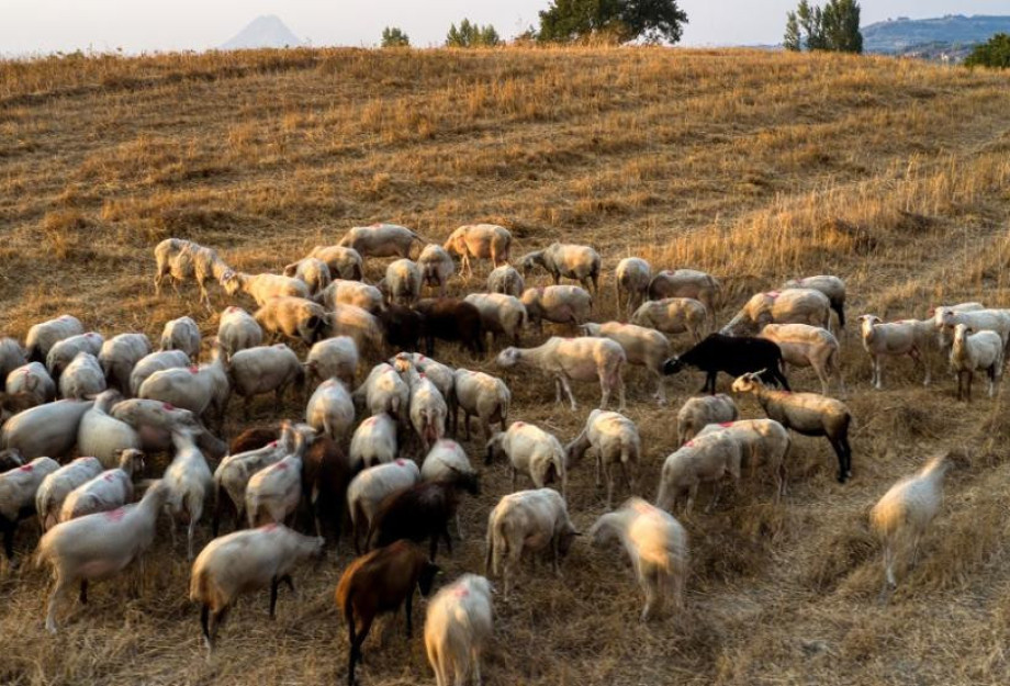 Νέα έκτακτη στήριξη των κτηνοτρόφων λόγω ζωονόσων ύψους 56 εκατ. €