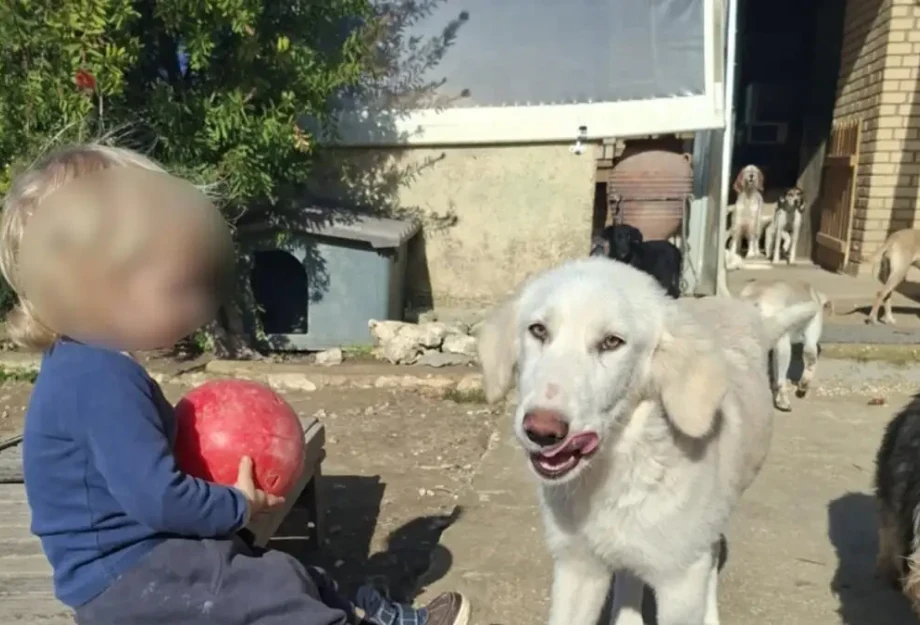 Ζάκυνθος: «Τον έχασα 30 δευτερόλεπτα από τα μάτια μου», λέει ο πατέρας του 2χρονου που σκοτώθηκε από πίτμπουλ