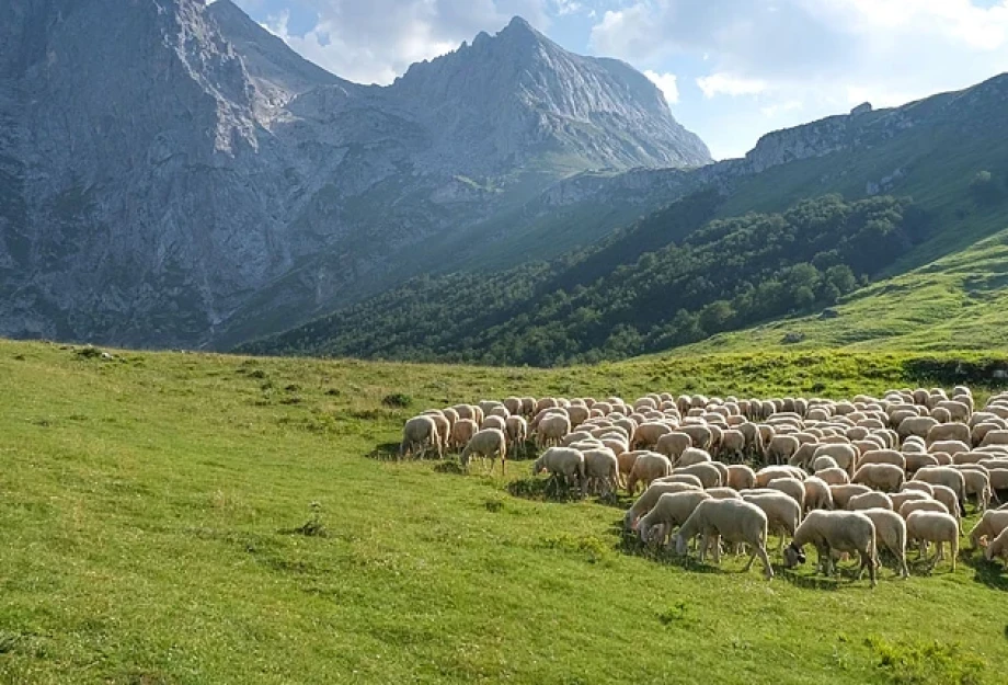 ΠΟΓΕΔΥ- Με την νέα ΚΥΑ των βοσκοτόπων δημιουργείται μια νέα “τεχνική λύση”
