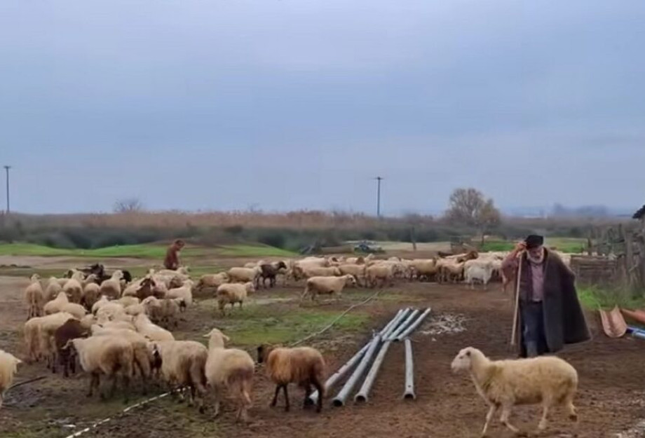 Αγροτικές κινητοποιήσεις - Εγκεφαλικό υπέστη ο εκτροφέας της φυλής Ρουμλουκίου: «Τα φύλαξα από ζέστη, από κρύο, από λύκους»