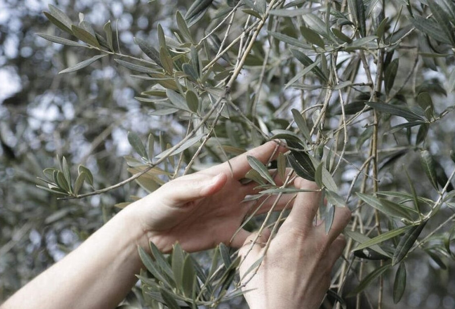 Αγρίνιο: Τους έκαναν «τσακωτούς» να κλέβουν ελιές από ξένο λιοστάσι