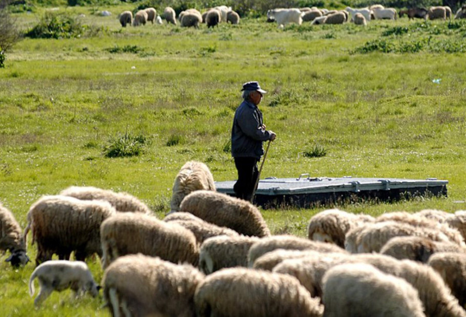 Η πορεία της ευλογιάς από τον Αύγουστο 2024 - έχουν θανατωθεί 433.229 ζώα - 80 νέα κρούσματα