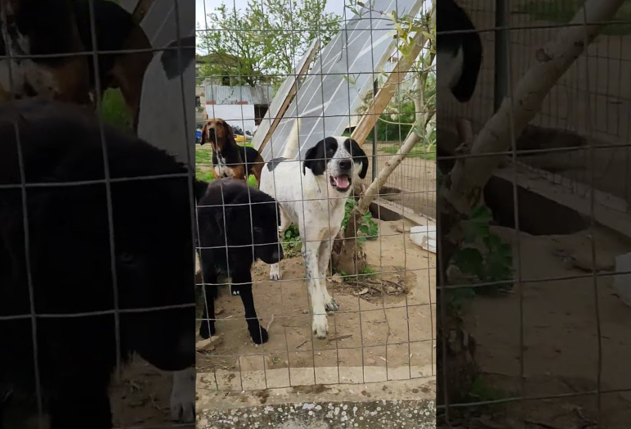 Από το Δήμο Βόλβης και την Ελληνική Αστυνομία «Μαζί για τα ζώα»