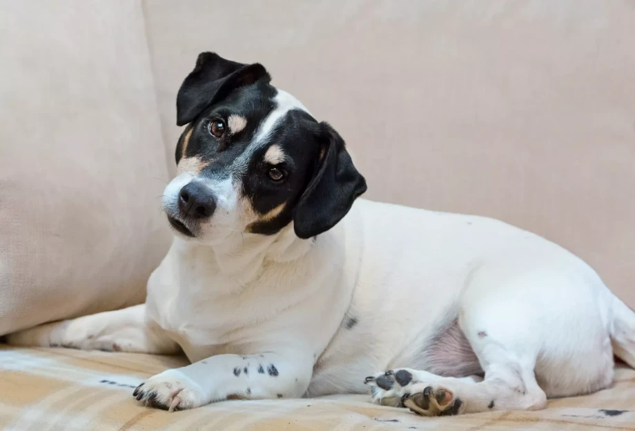 Πώς πρέπει να μιλάτε στον σκύλο σας ώστε να σας καταλαβαίνει