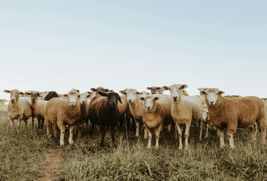 180 εκατ. ευρώ η συνολική ενίσχυση των κτηνοτρόφων λόγω ευλογιάς και πανώλης