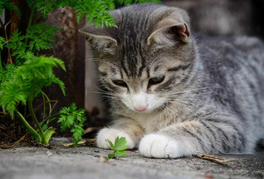 Γιατί οι γάτες ανεβαίνουν στα δέντρα και δεν μπορούν να κατέβουν; Τι να κάνετε και τι όχι για να τις βοηθήσετε