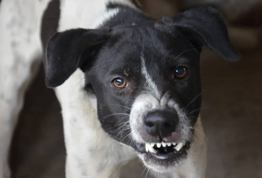 Τι πρέπει να κάνετε σε περίπτωση που σας επιτεθεί ένας σκύλος