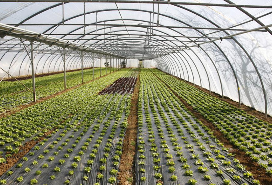 Υπερκαλύφθηκε ο προϋπολογισμός της Παρέμβασης για τα θερμοκήπια- Οι αιτήσεις στο 180%