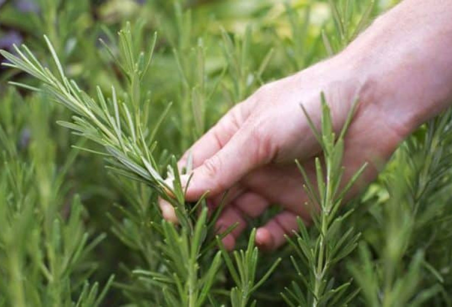 Συνταξιούχος έκοψε ένα κλαράκι δεντρολίβανο και οδηγήθηκε στο κρατητήριο
