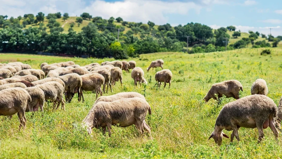 Αίτημα δημόσιας τοποθέτησης της ΑΑΔΕ για την κατανομή βοσκοτόπων και τις πληρωμές βοσκοτοπικών ενισχύσεων έτους 2025 από την ΠΟΓΕΔΥ