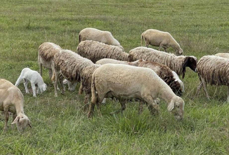 Νέα ενίσχυση 26 εκατ. Ευρώ για αποζημιώσεις κτηνοτρόφων λόγω ευλογιάς