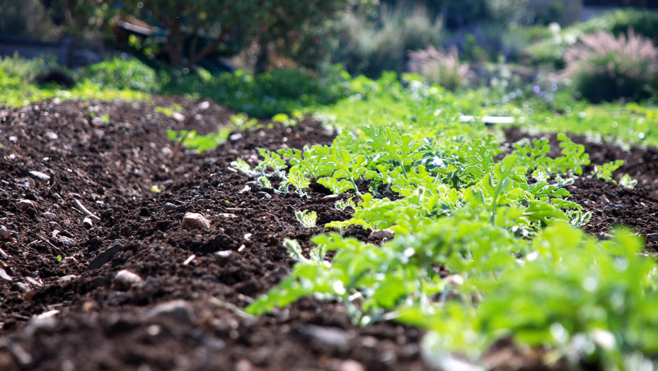 Το επιχειρηματικό εισόδημα στην ελληνική γεωργία Μειωμένο κατά 12,5%