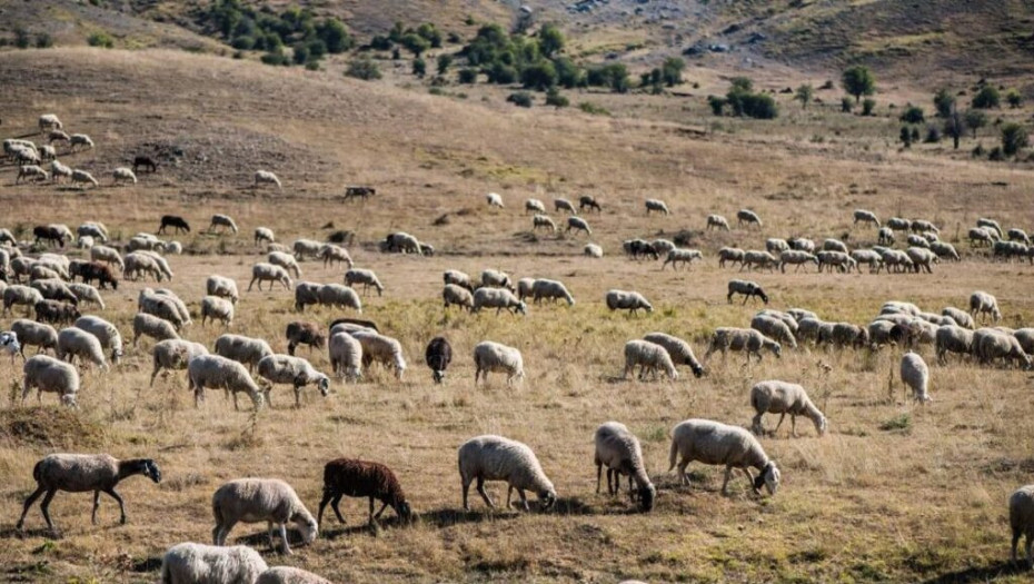 Οι στρατιωτικοί κτηνίατροι: Στη γραμμή άμυνας κατά της ευλογιάς
