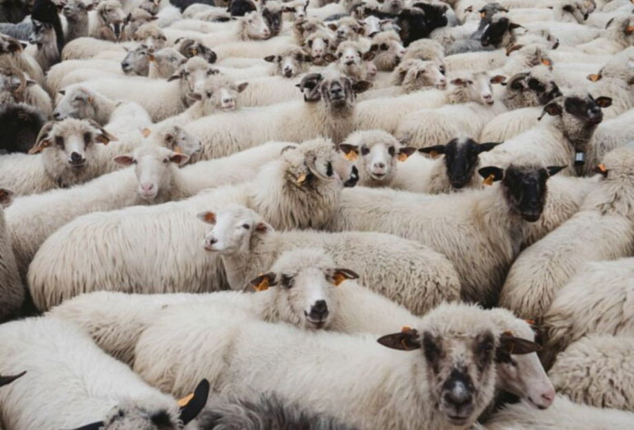 Παραδεκτή και νόμιμη η αναφορά από το Ευρωπαϊκό Κοινοβούλιο για την πανώλη και την ευλογιά στα ζώα