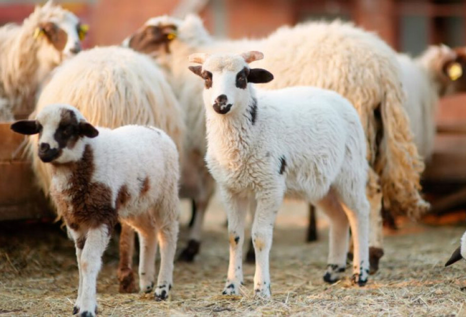 Νέα ενίσχυση 26 εκατ. ευρώ για αποζημιώσεις κτηνοτρόφων λόγω ευλογιάς- 2.899.254€ στις Σέρρες