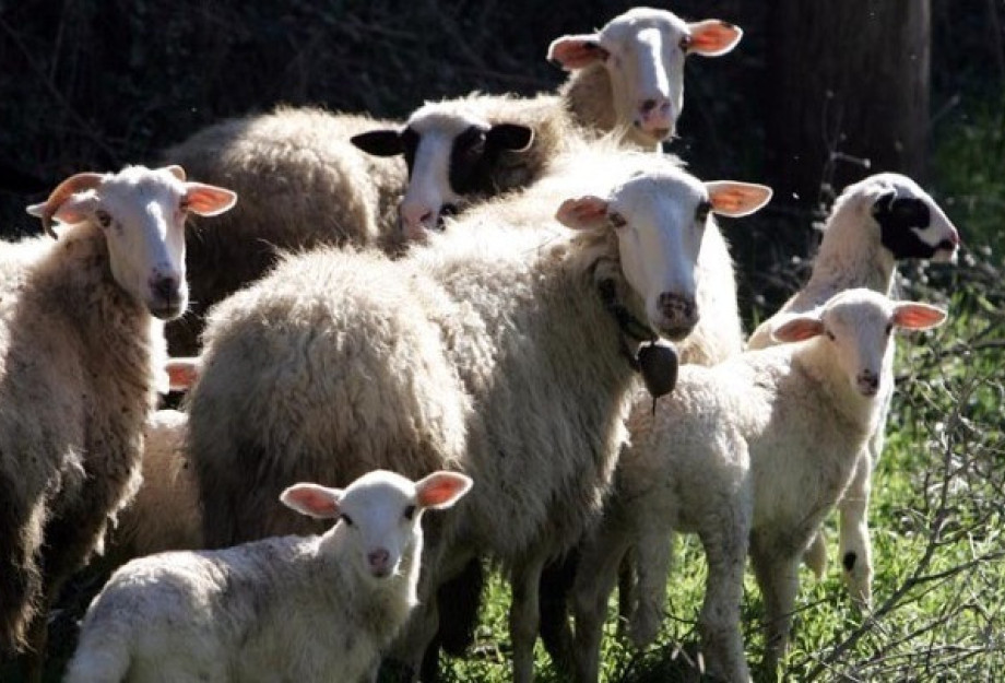 ΥΠΑΑΤ: Πιστώθηκαν 26,9 εκατ. ευρώ σε κτηνοτρόφους για απώλεια εισοδήματος εξαιτίας της ευλογιάς και της πανώλης