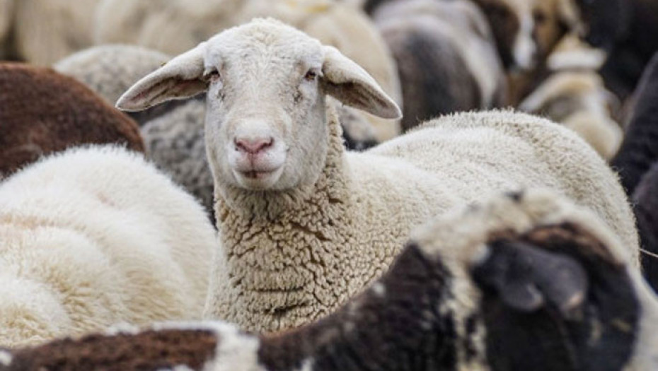 Επικαιροποιημένα συγκεντρωτικά στοιχεία για την πορεία της ευλογιάς από την Εθνική Επιστημονική Επιτροπή Διαχείρισης και Ελέγχου