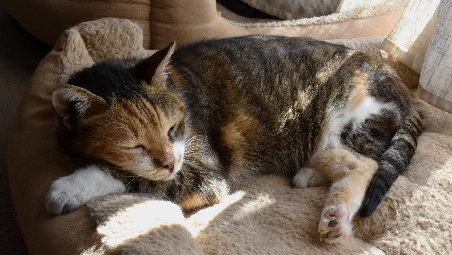 Βλέπετε τη γάτα σας να κοιμάται περισσότερο τον χειμώνα; Να τι συμβαίνει