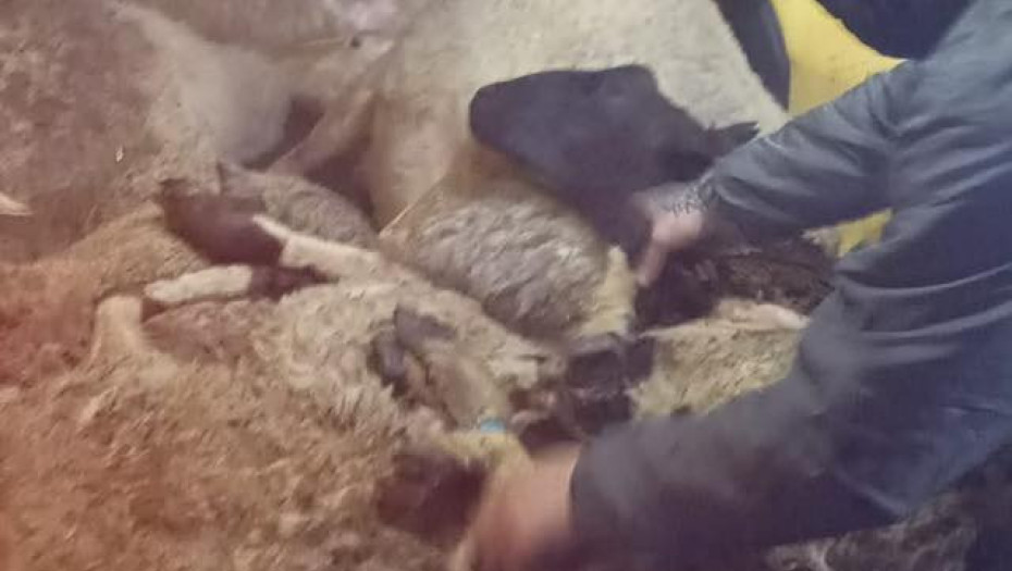 Δήμος Σιντικής: Μπλόκο στην παράνομη εξαγωγή οκτώ προβάτων