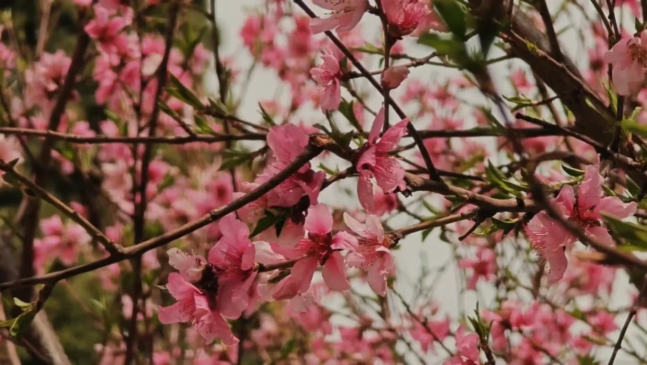 21η Μαρτίου -Παγκόσμια ημέρα Δασοπονίας – Διεθνή Ημέρα Δασών