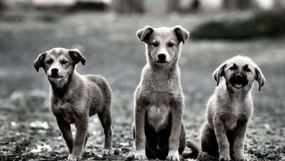 Φιλοσιντικες - Τα αδέσποτα άμεσο αποτέλεσμα της δικής σας ανευθυνότητας