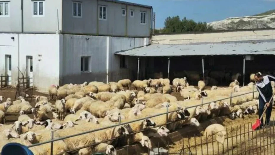 Ο Αφθώδης Πυρετός έφτασε στην Ελλάδα
