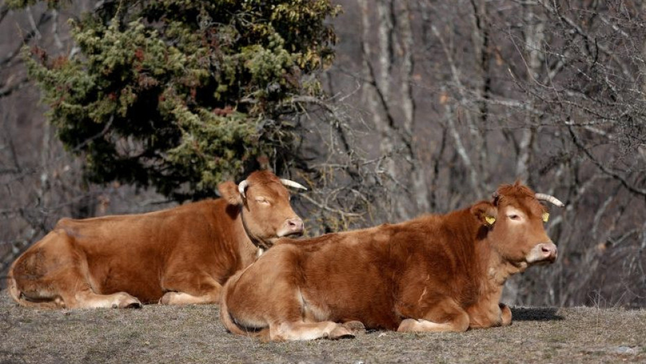 Αφθώδης πυρετός και στην Ελλάδα: Κρούσμα στη Λέσβο