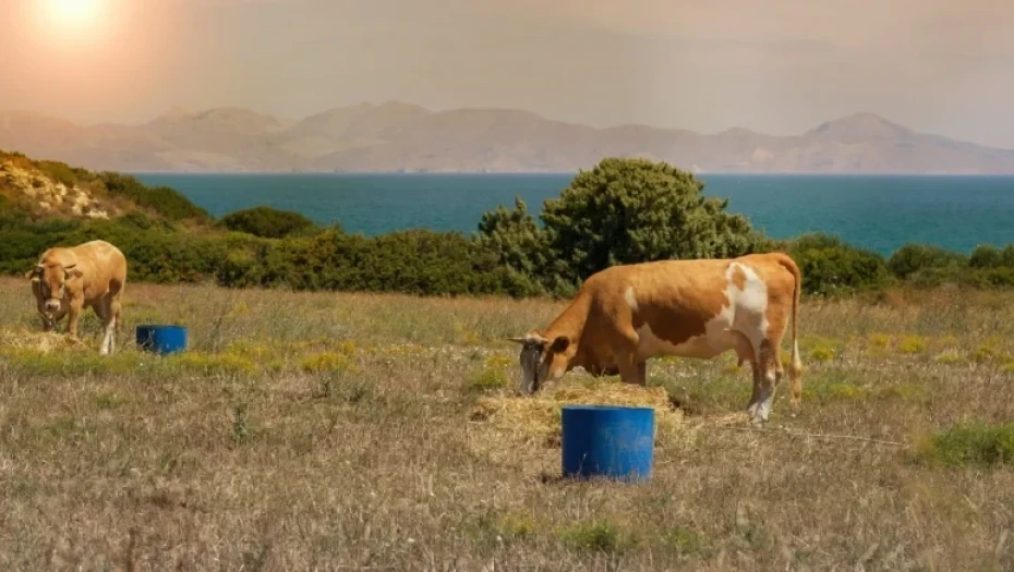 ΥΠΑΑΤ: Στα 17 τα επιβεβαιωμένα κρούσματα αφθώδους πυρετού στη Λέσβο – Ε-πιβεβαιώθηκαν 4 νέα κρούσματα