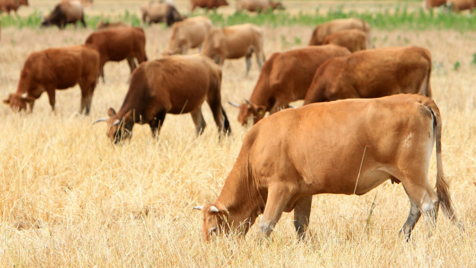Η Διεύθυνση Κτηνιατρικής της Περιφέρειας, μετά το κρούσμα αφθώδους πυρετού στη Λέσβο- Ο Αφθώδης πυρετός δεν μεταδίδεται στον άνθρωπο