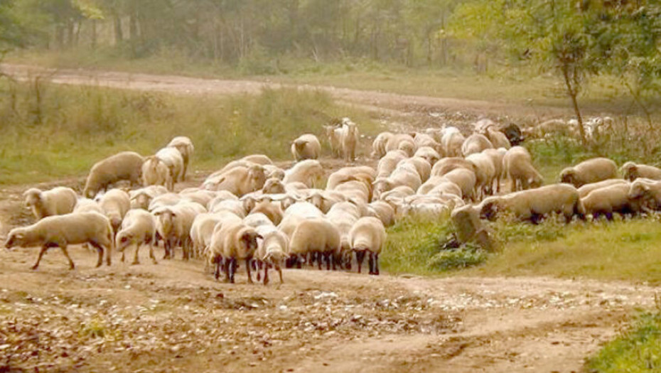 11 νέα κρούσματα ευλογιάς σε 7 Περιφερειακές Ενότητες - 1 στο Νομό Σερρών