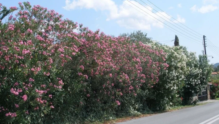 Γιατί θέλουν να ξεριζώσουν την πικροδάφνη από τα σχολεία;