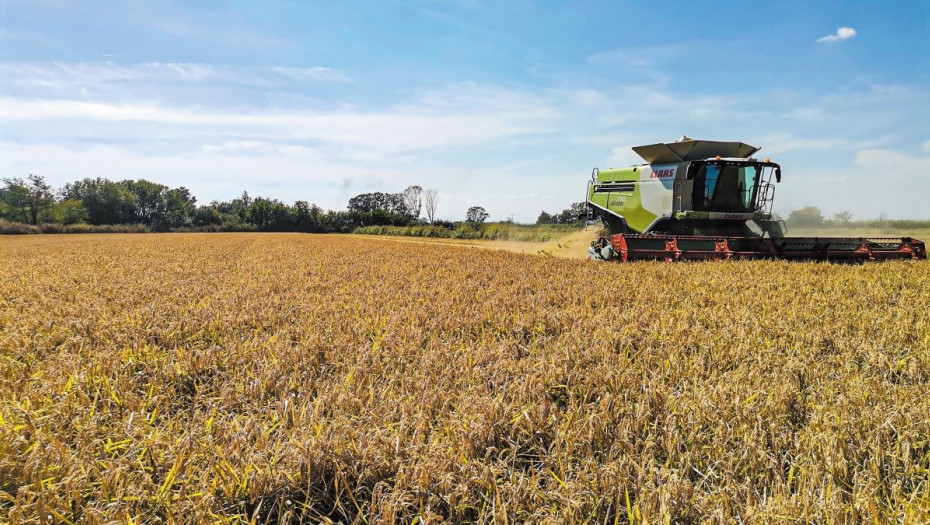 Για τη βιωσιμότητα της καλλιέργειας ρυζιού «Συναγερμός» στην Περιφέρεια Κεντρικής Μακεδονίας