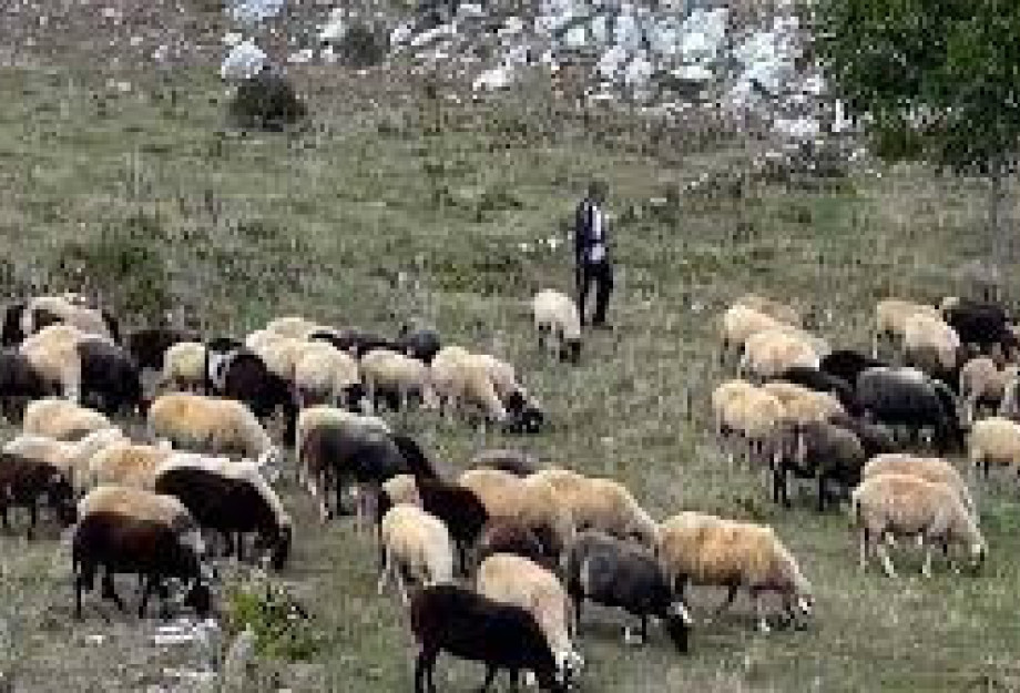 Διεύθυνση Αγροτικής Οικονομίας και Κτηνιατρικής Π.Ε. Σερρών για την Κατανομή των Βοσκήσιμων Γαίων 2020 Διεύθυνση Αγροτικής Οικονομίας και Κτηνιατρικής Π.Ε. Σερρών για την Κατανομή των Βοσκήσιμων Γαίων 2020