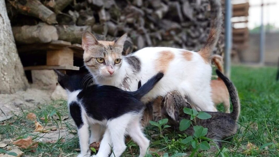 Από τον Δήμο Σερρών: Δωρεάν μαζικές στειρώσεις αδέσποτων γατών