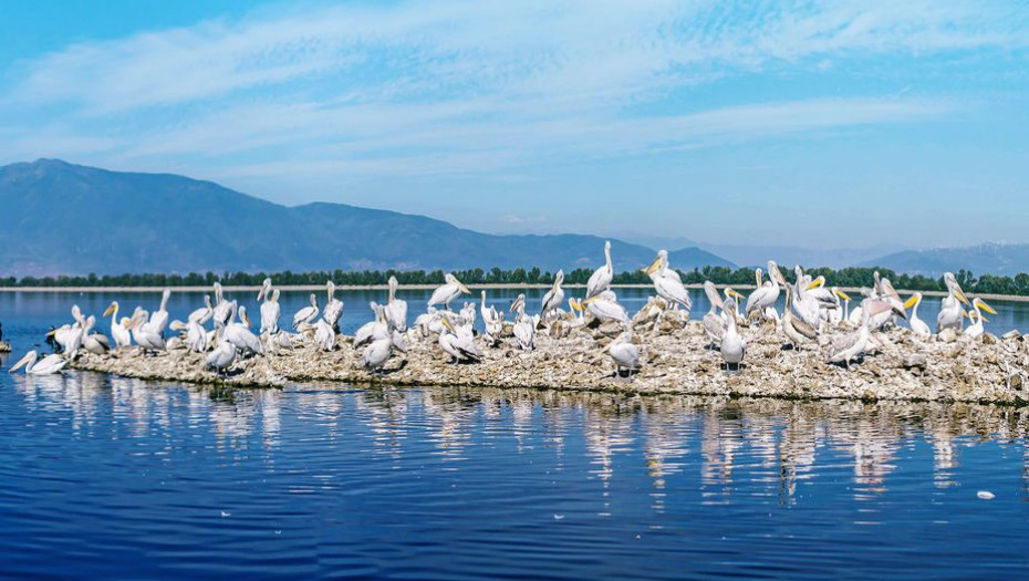 Τίτλοι τέλους για τον Φορέα Διαχείρισης της Λίμνης Κερκίνης