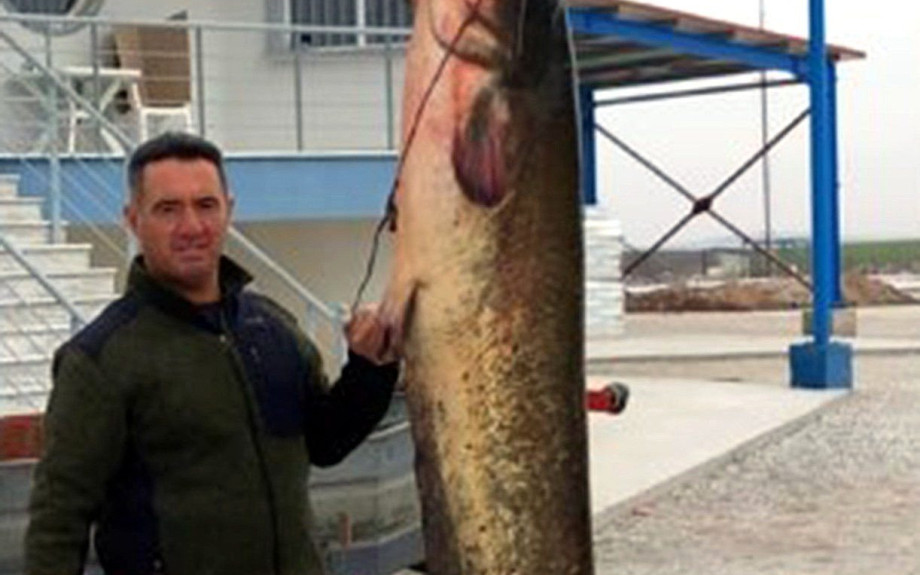Έπιασε στον Στρυμόνα ένα ψάρι δύο και πλέον μέτρων και 65 κιλών!