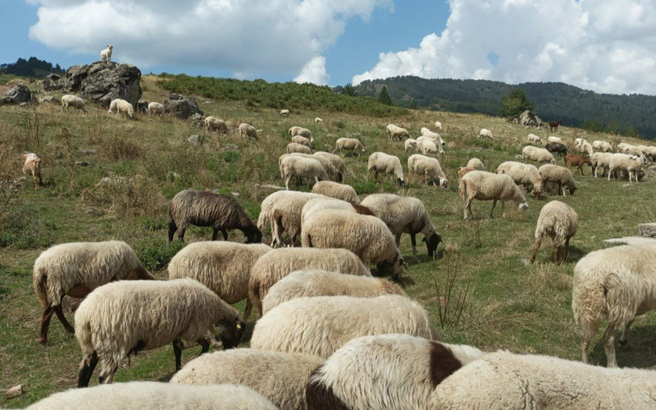 Βόλος: Συναγερμός από κρούσμα ευλογιάς των προβάτων σε κτηνοτροφική μονάδα