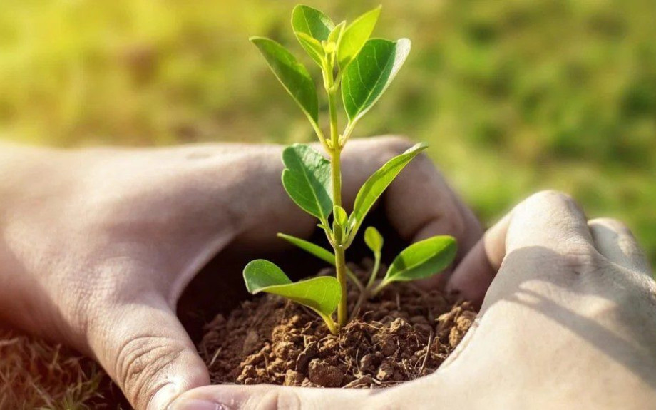 Τηλεδιάσκεψη “75UN – 75 Trees UNAI SDG7” με εκπρόσωπο της ΚΕΔΕ και τα Φυτώρια Κωνσταντινίδη για την φύτευση Δέντρων