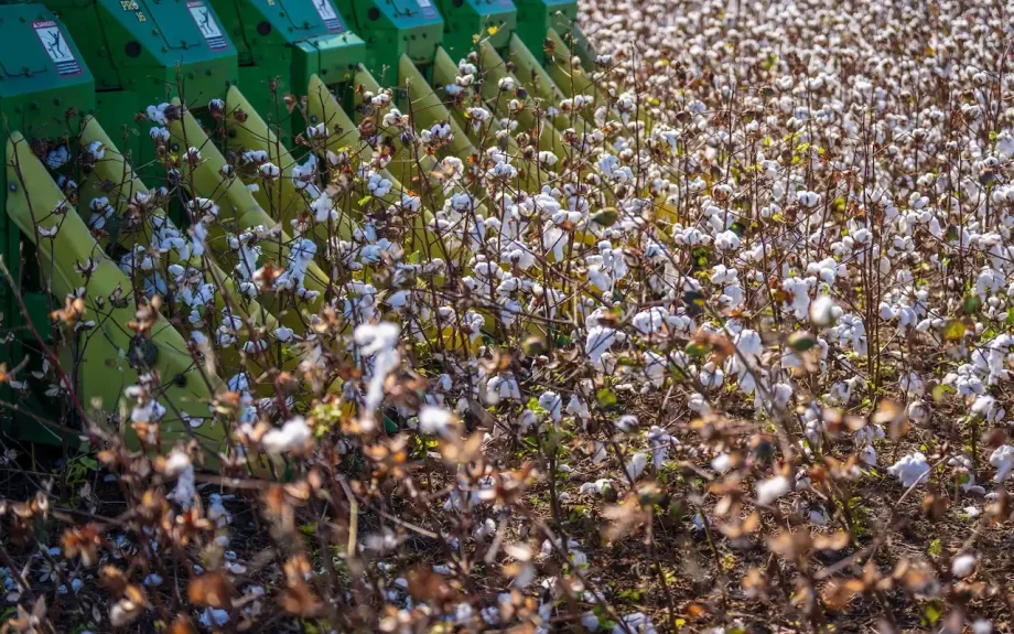 ΠΕ Σερρών -Ενημέρωσή κατάλληλων καλλιεργητικών πρακτικών για το βαμβάκι