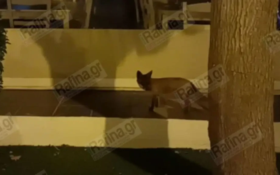 Ραφήνα: Τραυματισμένο αλεπουδάκι αναζητά τροφή στην κεντρική πλατεία