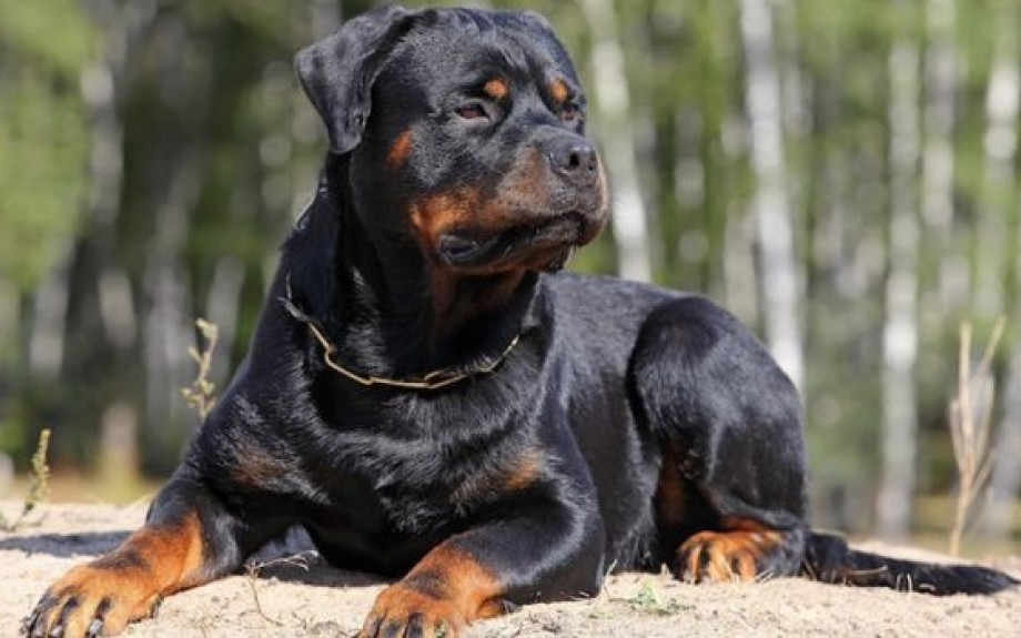 Ροτβάιλερ επιτέθηκε και τραυμάτισε πολίτη στην Καλαμάτα - Αστυνομικός πυροβόλησε και σκότωσε τον σκύλο